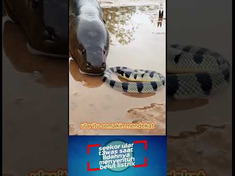 diluar nalar‼️belut listrik m4ti t3waskan seekor ular #shorts #shortvideo