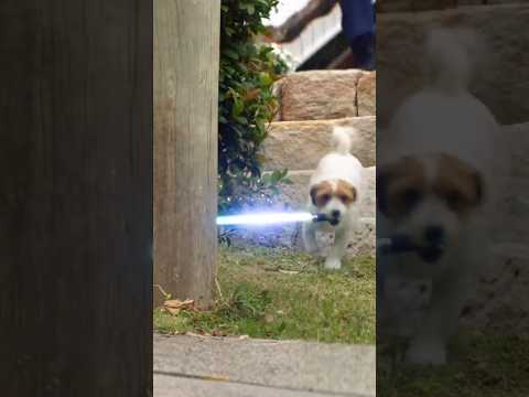 Dog with lightsaber causes chaos #dog #funnyanimals #lightsaber