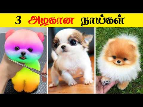 வித்தியாசமான நாய்கள் | Beautiful Dogs Breeds 😱❤️