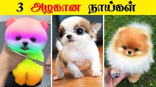 வித்தியாசமான நாய்கள் | Beautiful Dogs Breeds 😱❤️