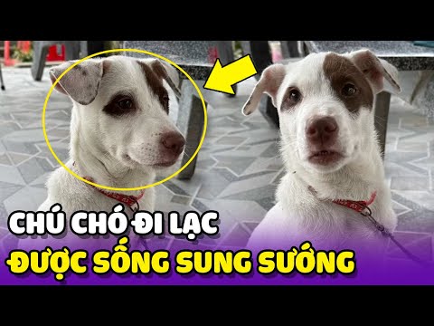 Chiếc chó đi lạc và vô tình có cuộc sống sung sướng