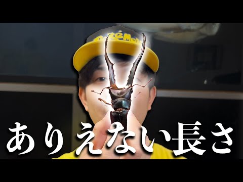 アゴが長すぎるクワガタがやばすぎる………