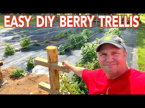 How To Build A Raspberry Trellis (For Blackberries Too)