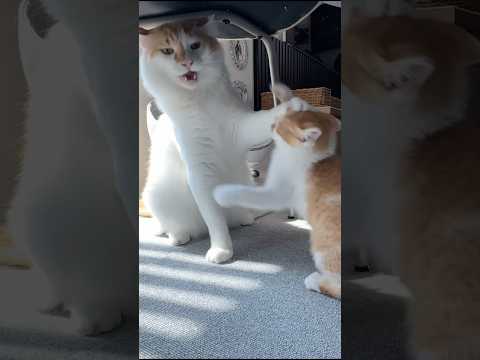 子猫に絡まれて優しく「やめて」と諭す兄猫 #猫 #cat #shorts