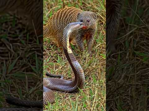 King Cobra VS Rasel Viper #shorts #youtubeshorts #trending #foryou