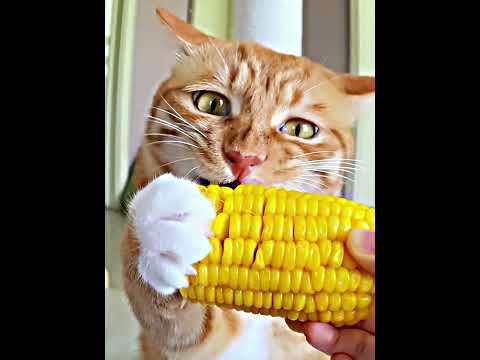 Foodie Cat..💀 #catvideos #cat #funny