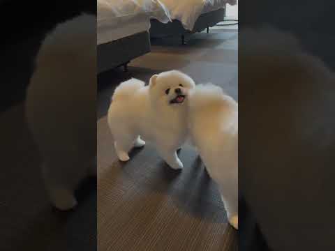 Do you like American or British style?Pomeranian, Pomeranian baby, silly puppy, cute dog