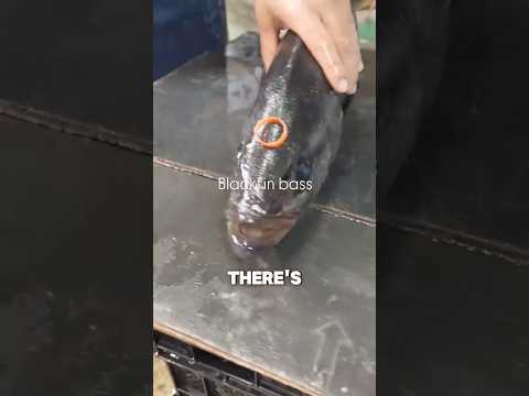 The Humane Way to Kill Fish: Ikijime Explained! 🐟🔪 #shorts #dish #fishing