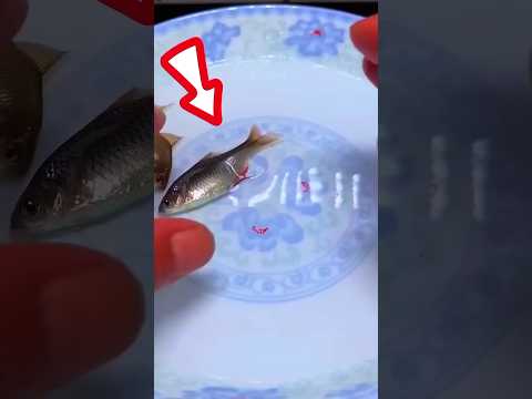 একুরিয়ামের টাইগার মাছ ডি'ম দি*লো 🐟#viral