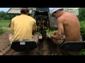 Transplanting Practices in Farming
