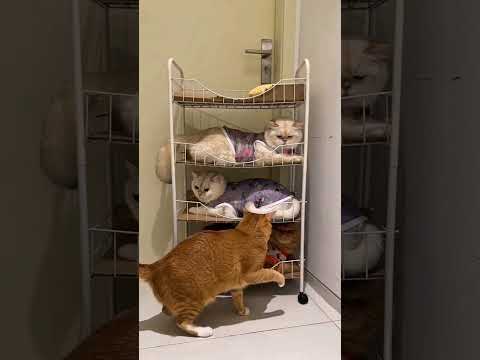 Unique bed for cats #shorts