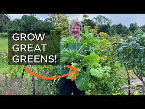 Top Tips for Planting Cabbage and Kale | Homegrown Food