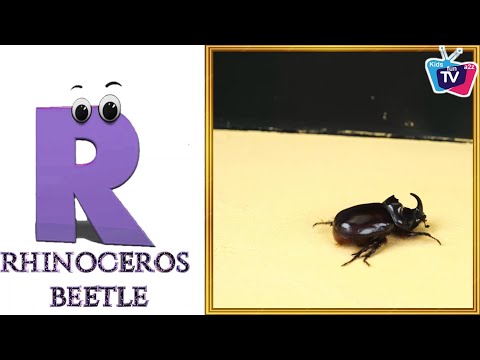 Insects ABC Song | Insects Alphabet Song | Phonics for Kids | Baby, Alphabet Letters