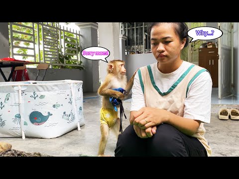 Monkey Lyly tried to apologize to her mother and made her unable to stop laughing.