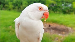 Amazing Albino Ringneck Parrot | Cute White Parrot Sounds