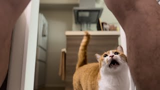 カマチョレベル120%の猫が大変すぎて乙。