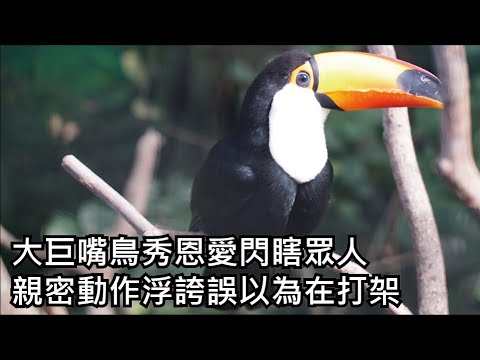 大巨嘴鳥秀恩愛閃瞎眾人  親密動作浮誇誤以為在打架 - YouTube(2分22秒)