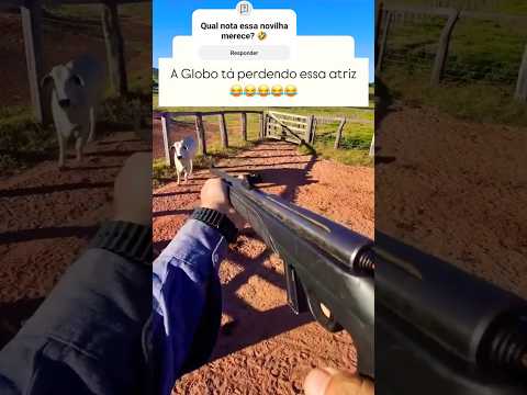 Qual nota essa novilha merece pela atuação? 🤣🤣🤣 #fazenda #pecuarista #gado #agro #boi #boiada