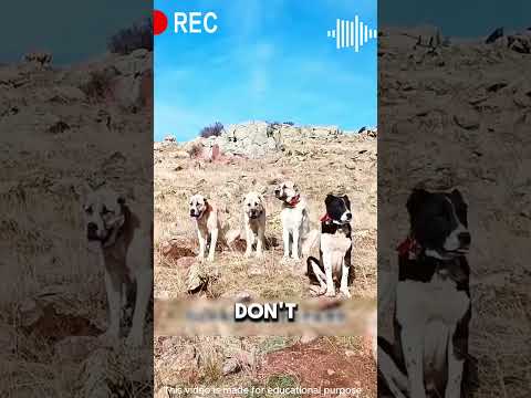 Fearless Kangal Dogs vs. Wolves – The Ultimate Battle for the Flock! #shorts #viralvideo