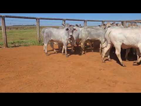 LOTE 05