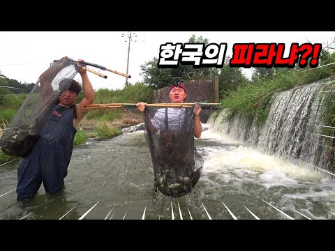 비상사태!! 양식장이 아닙니다.. 생태계를 파괴하는 한국판 피라냐!! 한번에 수백키로씩 잡히네요.. Korea monster piranha