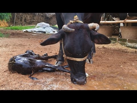Veterinary Training  Cow Disease and Treatment  is live!