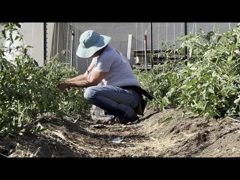 How Tito's Vodka is fueling Wasatch Garden's urban farming initiative