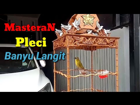 Masteran Pleci BANYU SKY Shoots in line