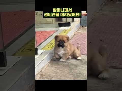 할머니께서 경비견을 데려왔어요!