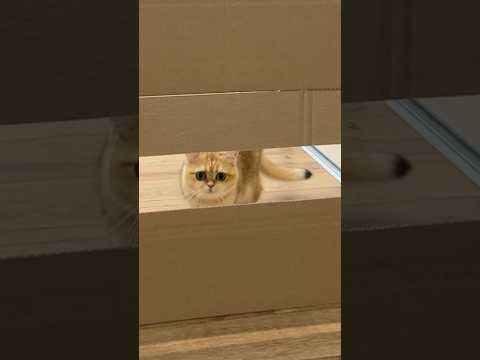 Angry birdcat