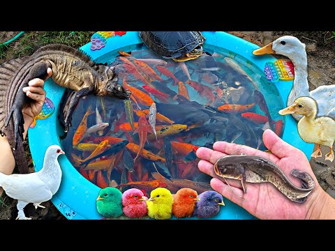 Mancing ikan cupang dikolam, ikan hias, ikan lele besar, ikan koi, ikan mas, kura-kura bebek.part828