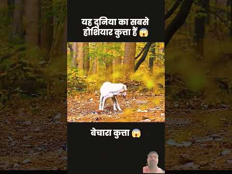 😱😱 Mother dog is very intelligent.. #facts #animals #amazingfacts #subscribe #channel