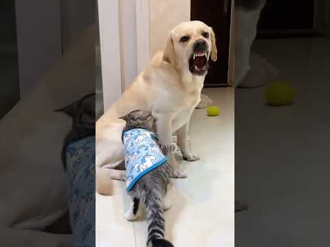 Inseparable! The Cat's Extreme Dependence on the Dog.#cat #catlover #funny #funnyvideos #foryou#cats