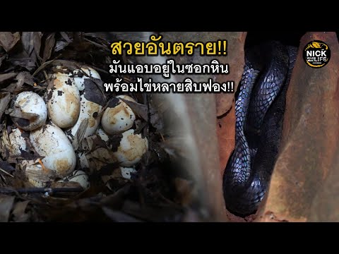 ลุยดิบ EP.193 มันแอบอยู่ในซอกหิน!!พร้อมไข่หลายสิบฟอง!!