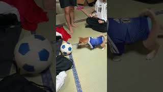森保JAPANにサプライズ選出されませんでした。