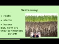 Exploring the Basics of Photosynthesis in Vascular Plants