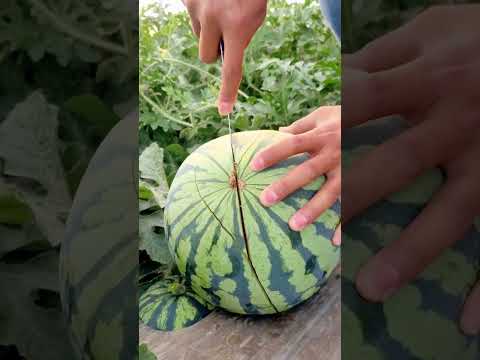 فحص وتقطيع البطيخ الأحمر الطازج 🍉😋