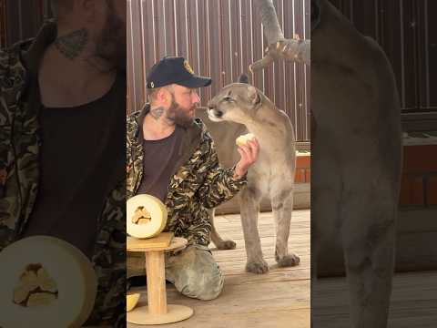 Will the cougar taste the melon?  #braige #cat #animals #puma #cute