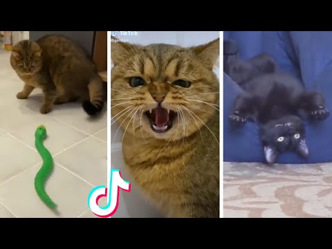 Funny & Cute Cats Compilation (TikTok) #shorts ๐ป