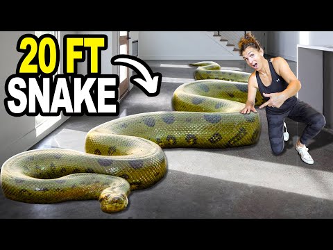 We Got The 5 Largest Snakes On The Planet!