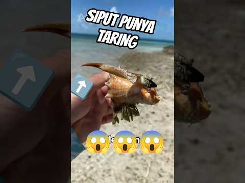 Siput Ini Bisa Membunuh Manusia Dalam Sekejap ๐ณ