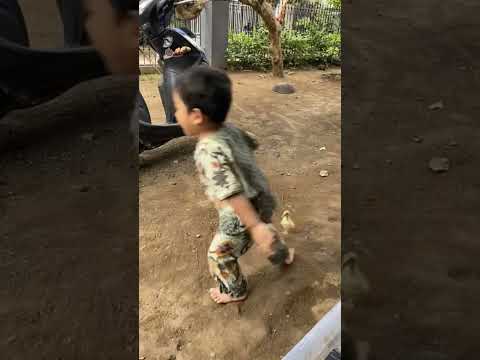Anak kecil dikejar hewan kecil......