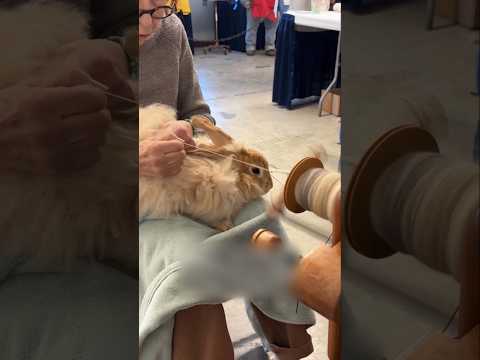 The Softest Wool Comes Like This #shorts