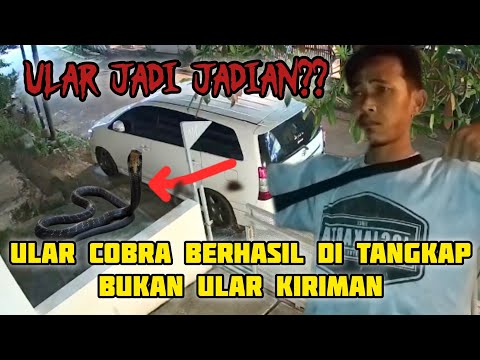 ULAR COBRA BERHASIL DI TANGKAP || BUKAN ULAR KIRIMAN