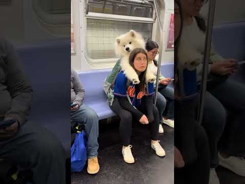 awwww cute dog was sitting on his mother back 😂🤭#awww #cute #dog #sitting #on #his #mother's #back 🤭