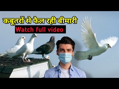 क्या कबूतरों से फैल रही है बीमारी ?