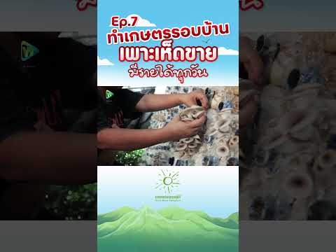 Ep7ทำเกษตรรอบบบ้านเพาะเห็ดขายมีรายได้ทุกวันเกษตรอารมณ์ดี