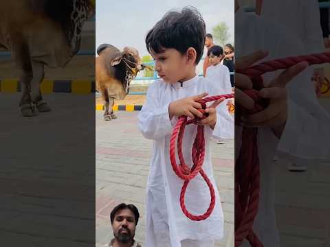 big cow kyse lago ap ko #funny #cow #cutebaby #cute #animals #kids #comedy #100k