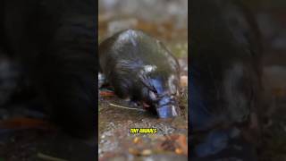 The Animal That Shouldn't Exist… But Does! 🤯 #shorts