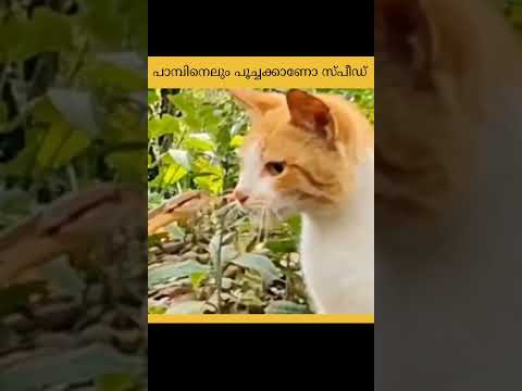 ? പാമ്പിനെലും പൂച്ചക്കാണോ സ്പീഡ് | Snakes And Cats Have Speed #MJ Fact Malayalam